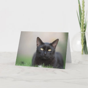 Schöne Black Cat Note Card