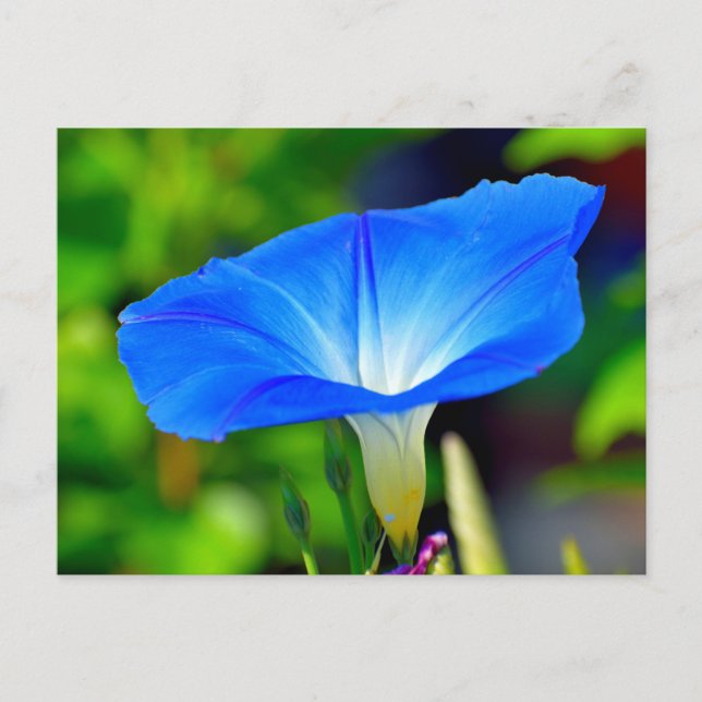 Schöne blaue Blume Postkarte (Vorderseite)