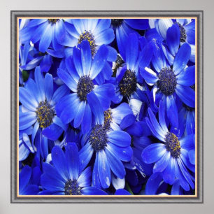 Schöne blaue Blumen Poster