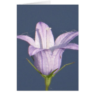 Schöne blaue Glocke-Blume