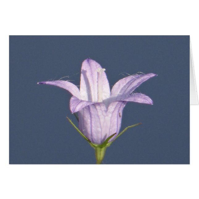 Schöne blaue Glocke-Blume (Vorderseite (Horizontal))