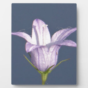 Schöne blaue Glocke-Blume Fotoplatte