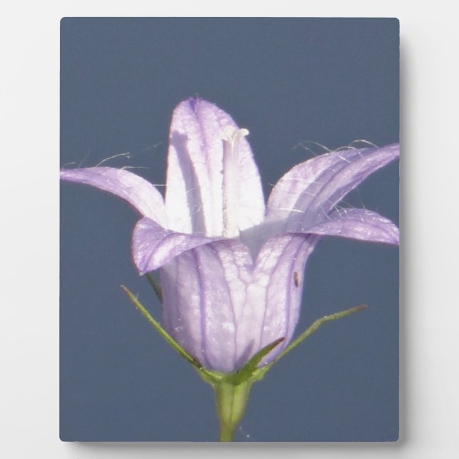 Schöne blaue Glocke-Blume Fotoplatte (Vorderseite)