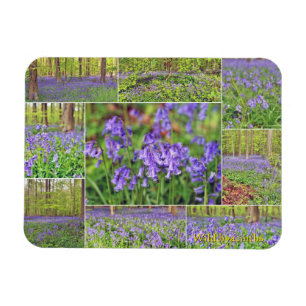 Schöne blaue Glocken im Wald  Magnet