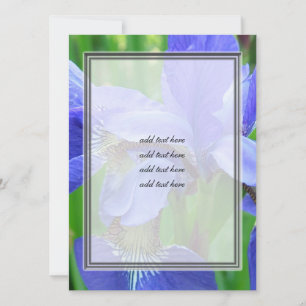 schöne blaue Iris-Blume