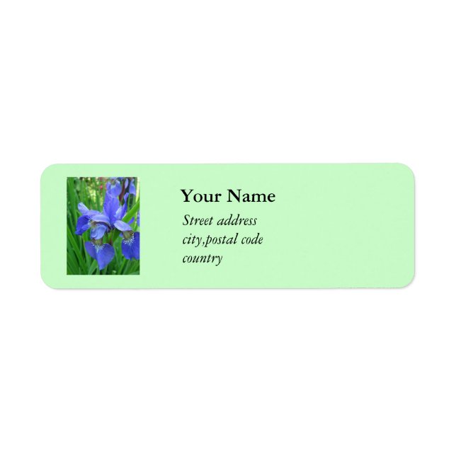schöne blaue Iris-Blume (Vorne)
