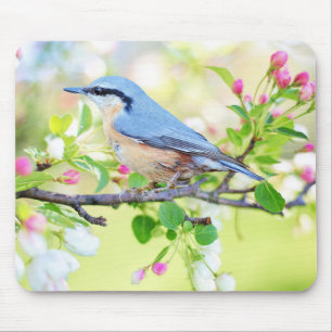Schöne blaue Jay an einer Zweigstelle von Berries Mousepad