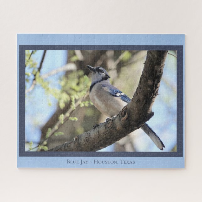 Schöne blaue Jay; Bird Lover's Puzzle (Horizontal)
