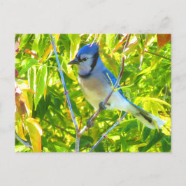 Schöne blaue Jay in Maple Quebec Kanada Postkarte