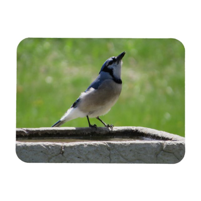Schöne blaue Jay mit Drink Magnet (Horizontal)