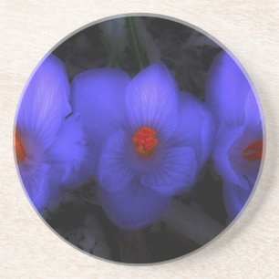 Schöne blaue Lila Crocus Blooms Getränkeuntersetzer