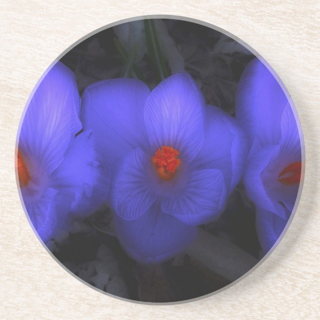 Schöne blaue Lila Crocus Blooms Getränkeuntersetzer (Vorne)