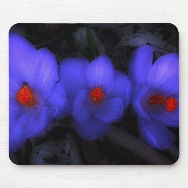 Schöne blaue Lila Crocus Blooms Mousepad (Vorne)