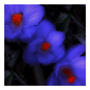 Schöne blaue Lila Crocus Blooms Poster