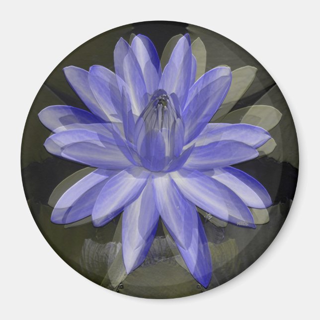 Schöne blaue Lilie...... Magnet (Vorne)