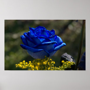 Schöne blaue Rose 1 Poster
