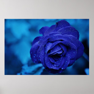 Schöne blaue Rose Poster