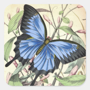 Schöne blaue Schmetterling-Vintage-Kunstaufkleber Quadratischer Aufkleber