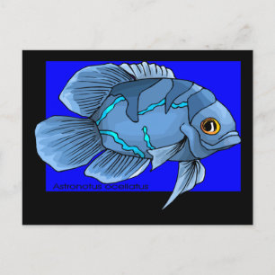 Schöne blaue tropische Oscar-Fische Postkarte