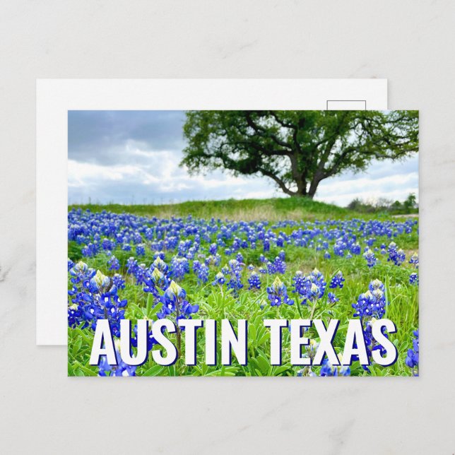 Schöne Bluebonnets Austin Texas Fotografie Postkarte (Vorne/Hinten)