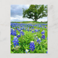 Schöne Bluebonnets Texas Fotografy