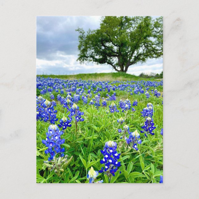 Schöne Bluebonnets Texas Fotografy Postkarte (Vorderseite)