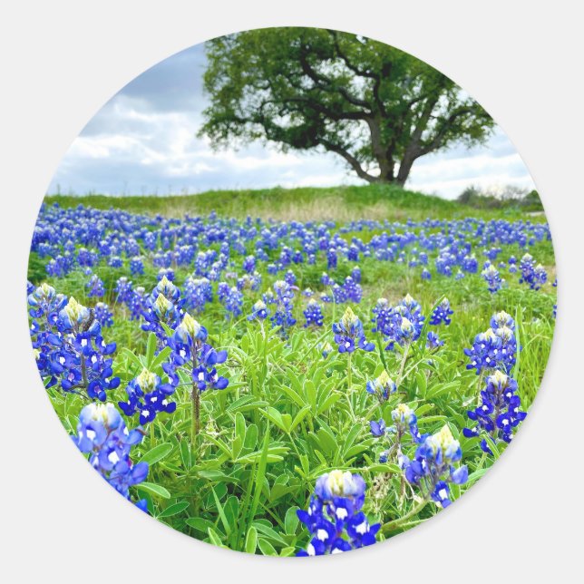 Schöne Bluebonnets Texas Fotografy Runder Aufkleber (Vorderseite)