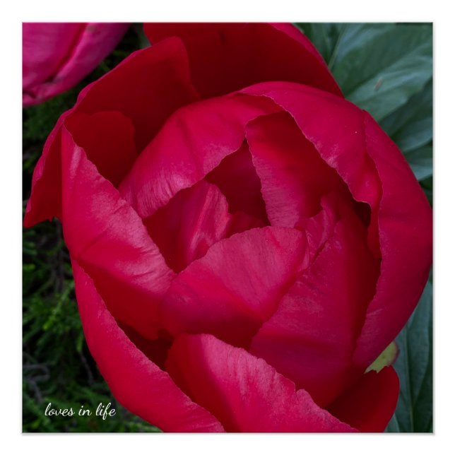 Schöne blühende Rote Peony Poster (Vorderseite)
