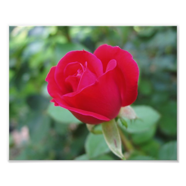 Schöne Blume Foto drucken (Vorne)