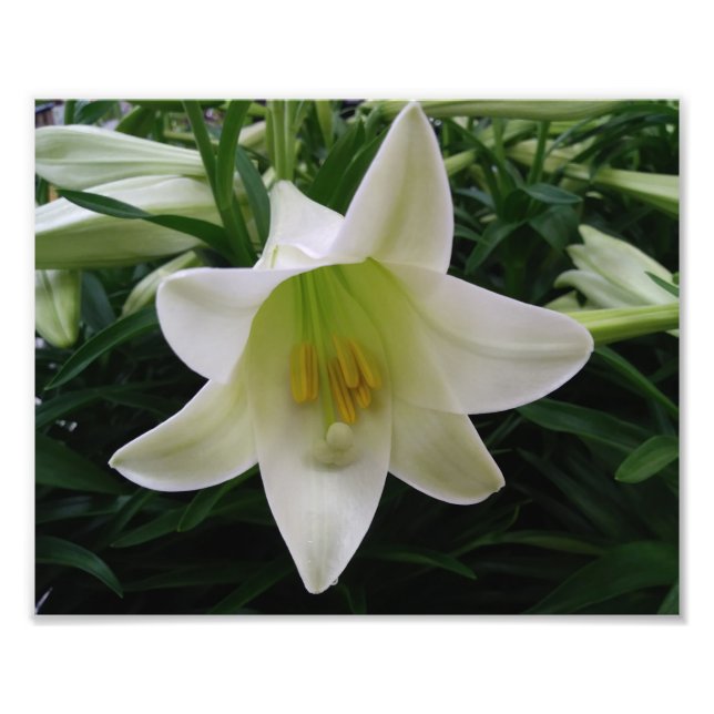 Schöne Blume Foto drucken (Vorne)