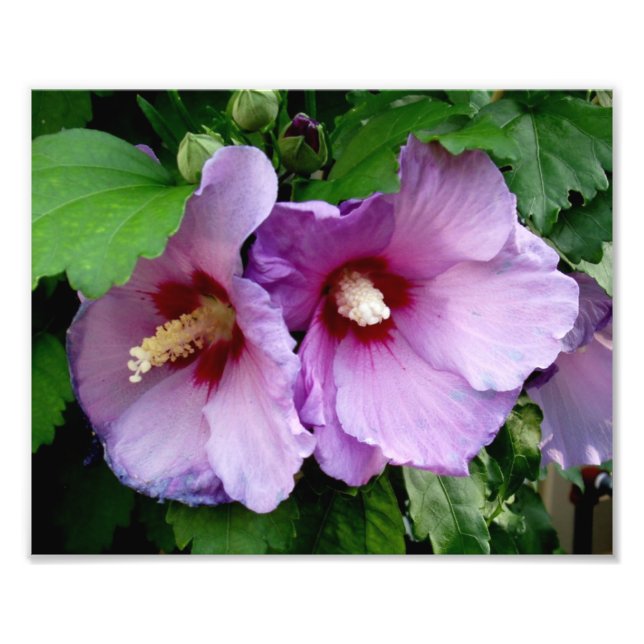 Schöne Blume Foto drucken (Vorne)