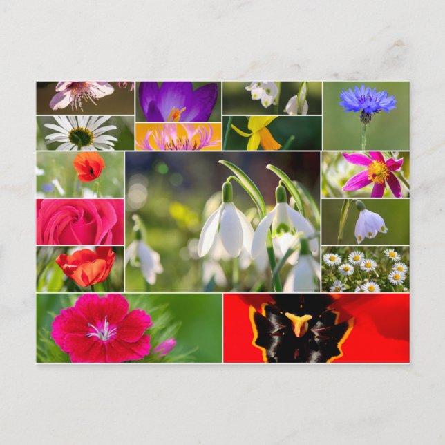 Schöne Blume für Frühling und Sommer Gefühl! Postkarte (Vorderseite)