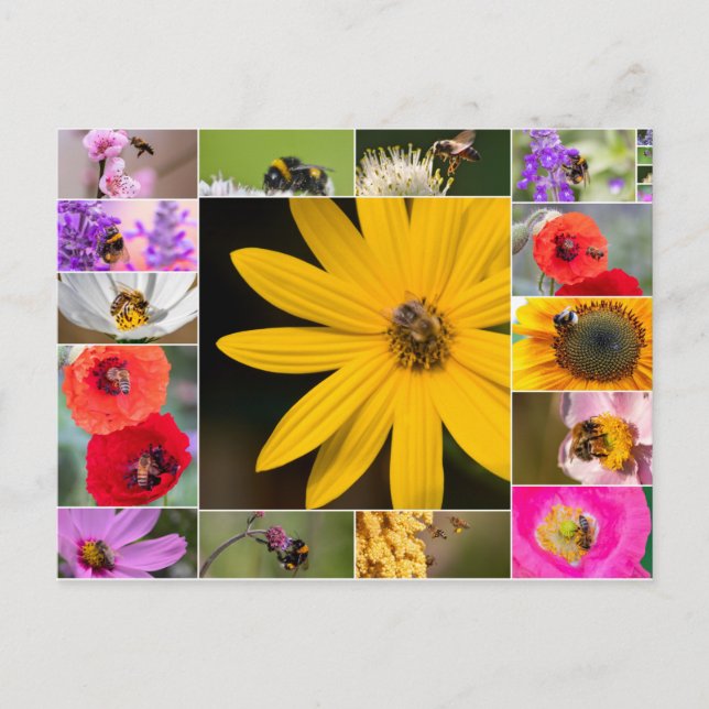 Schöne Blume für Frühling und Sommer Gefühl! Postkarte (Vorderseite)