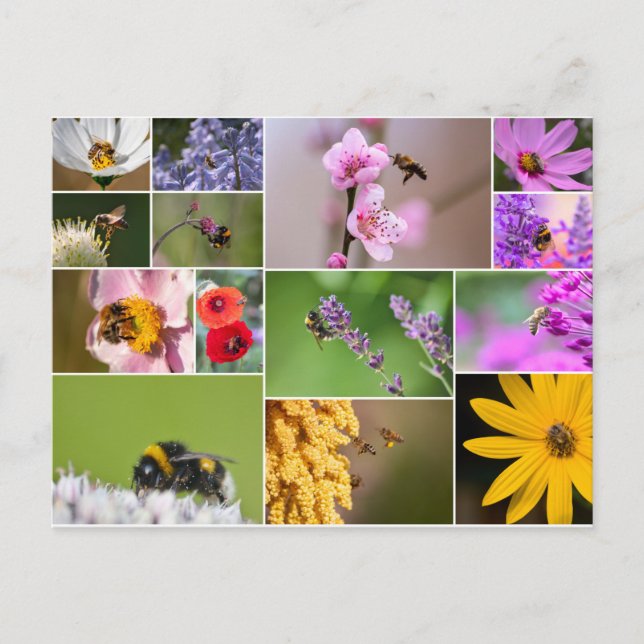 Schöne Blume für Frühling und Sommer Gefühl! Postkarte (Vorderseite)