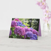 Schöne Blume in Rosa und Blau-Hydrangea