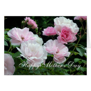 schöne Blume in Weiß und Rosa