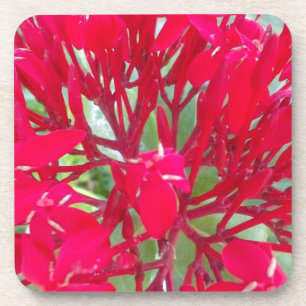 Schöne Blume Milkweed Art Print/Graphic Getränkeuntersetzer