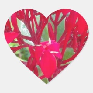 Schöne Blume Milkweed Art Print/Graphic Herz-Aufkleber