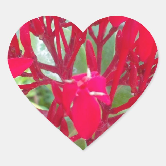 Schöne Blume Milkweed Art Print/Graphic Herz-Aufkleber (Vorderseite)