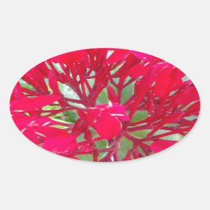Schöne Blume Milkweed Art Print/Graphic Ovaler Aufkleber