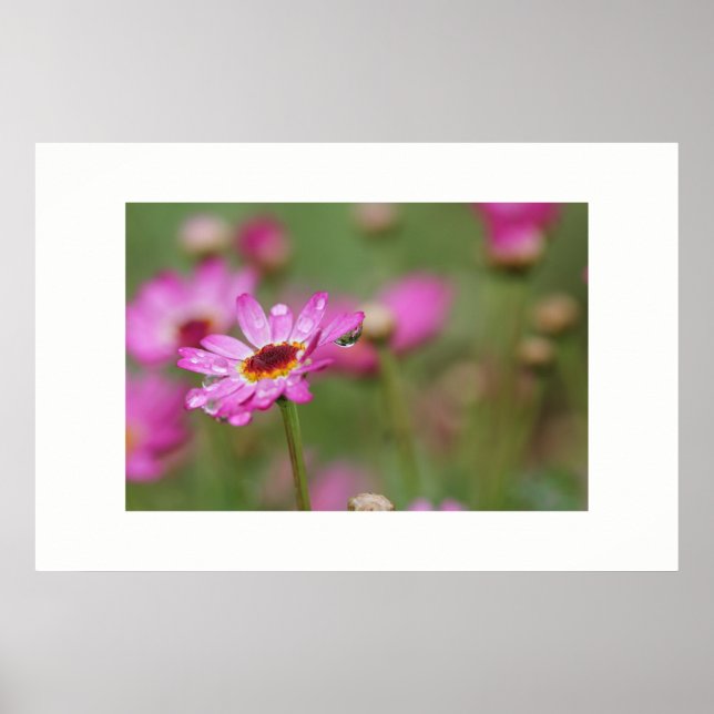 Schöne Blume mit einem Tropfen Regen Poster (Vorne)