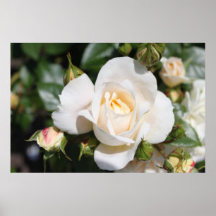 Schöne Blume mit weißer Rose. Blumenfotografie, Poster