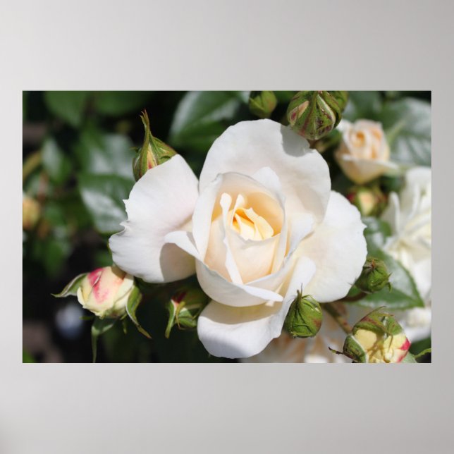 Schöne Blume mit weißer Rose. Blumenfotografie, Poster (Vorne)