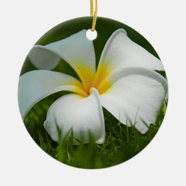 Schöne Blume Nah-up - Ornamente (Vorne)