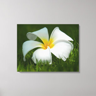 Schöne Blume Nah-up - überzogene Canvas Leinwanddruck