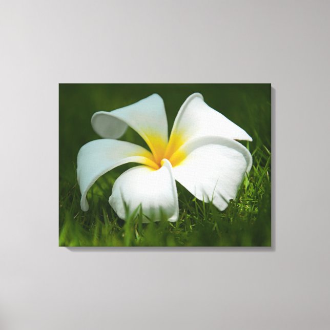 Schöne Blume Nah-up - überzogene Canvas Leinwanddruck (Vorderseite)