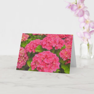 Schöne Blume Pink Hydrangea Karte