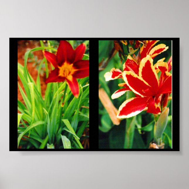 Schöne Blume Poster (Vorne)