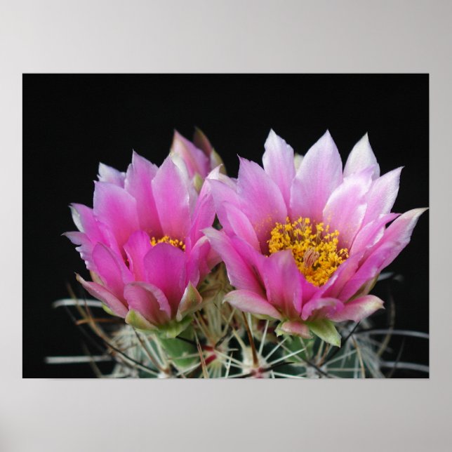 Schöne Blume Poster (Vorne)