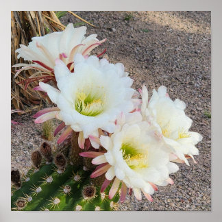 Schöne Blume Poster